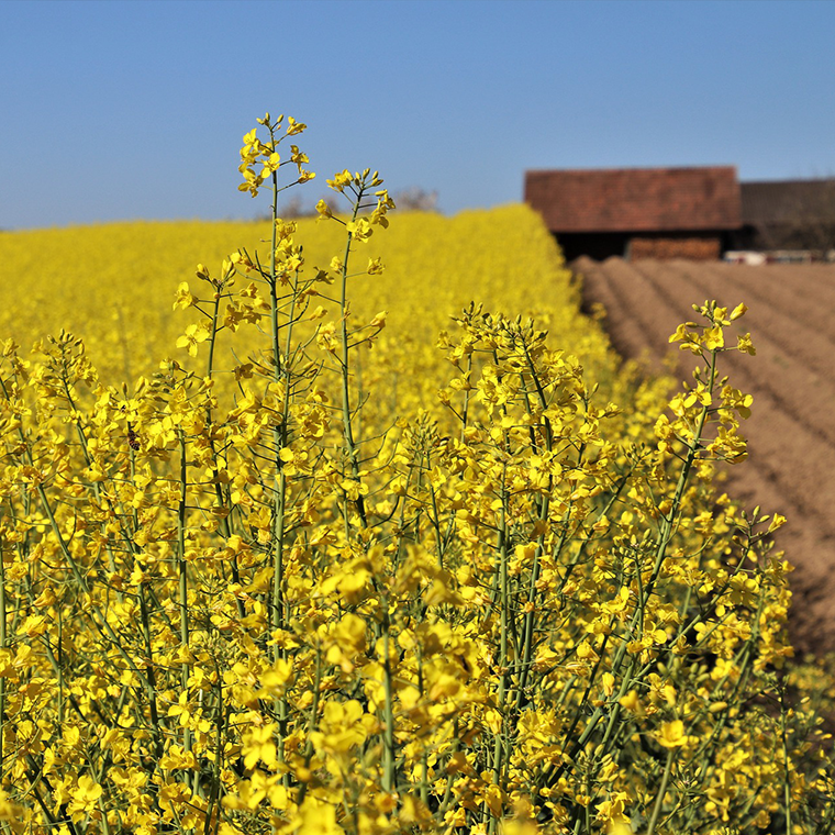 Oliehoorn_overons_olie